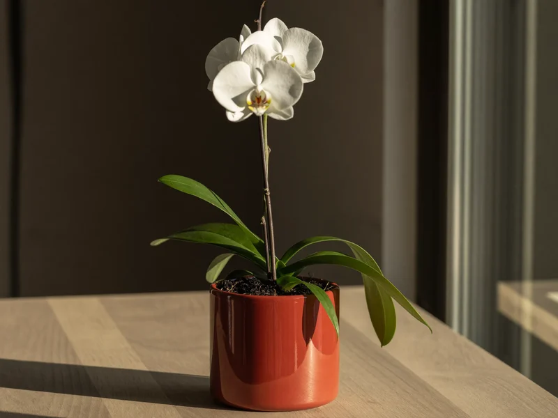 Orchidée blanche en fleurs dans un pot en terre cuite posé sur une table en chêne clair.