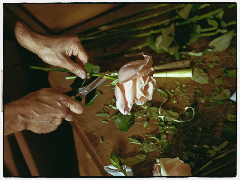 Mains coupant des tiges de roses au sécateur sur un établi en bois parsemé de feuilles.
